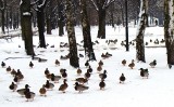 Zimowe zaloty już trwają! Dla kaczek krzyżówek to najlepszy czas na zdobycie partnera. Sprawdź, jak żyją te wszędobylskie ptaki