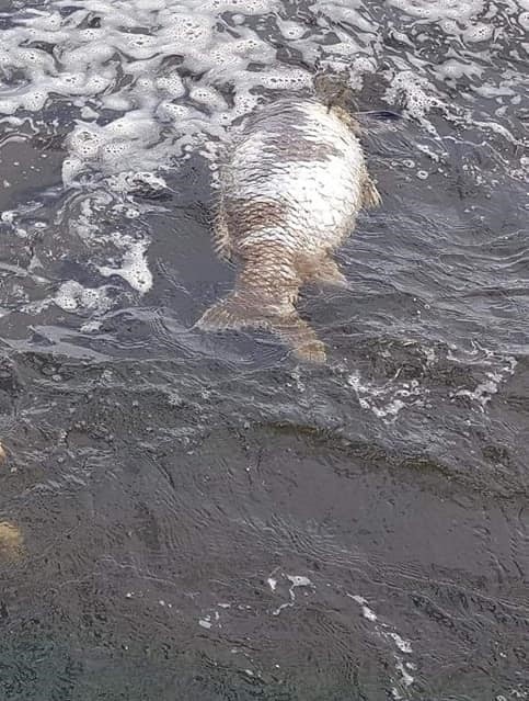 Wędkarze z Rybnika: coś zabija karpie-giganty w Zalewie...