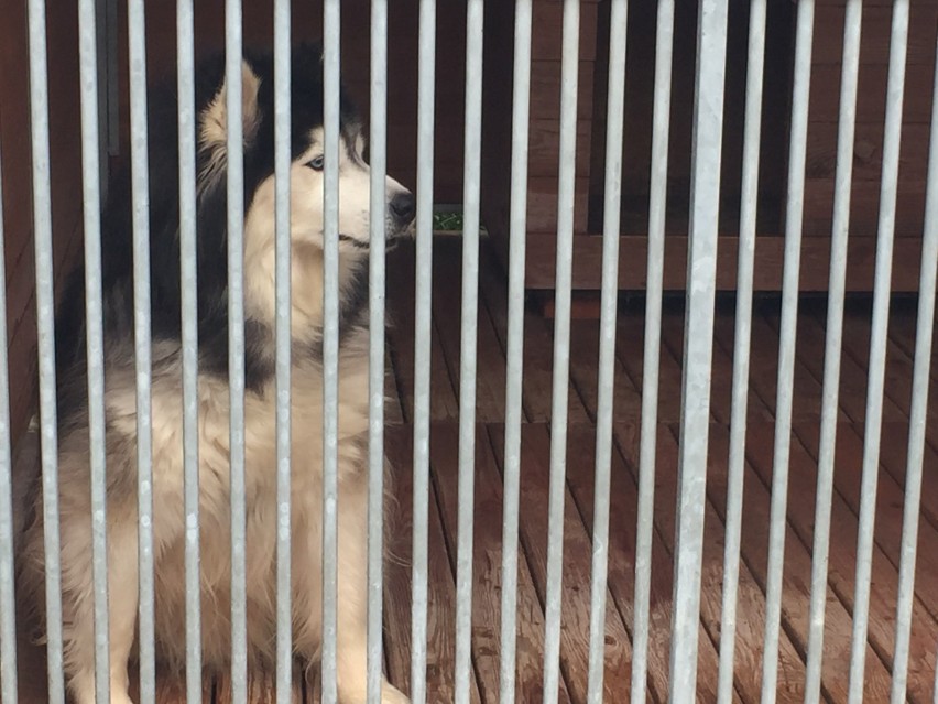 Cybul jest kolejnym psem w typie husky. Spokojny, bardzo...