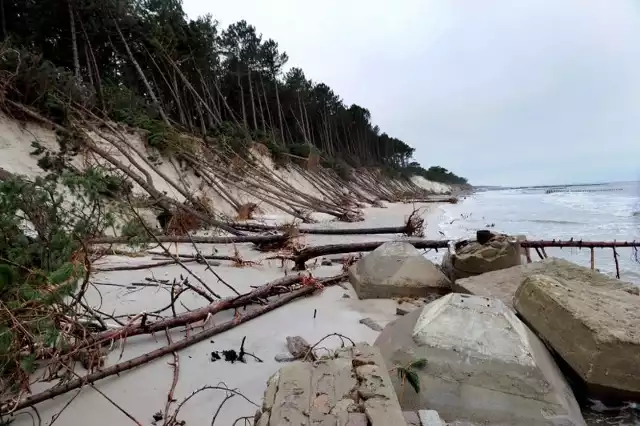Tak po przejściu orkanu wyglądała plaża w Dźwirzynie. Uszkodzony brzeg, zniszczone zejście do plaży, a na niej wiele powalonych drzew.