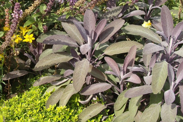 Szałwia lekarska to pożyteczna, ale też ozdobna roślina, którą warto mieć w ogrodzie i na balkonie.