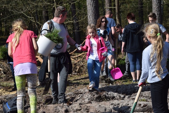 W akcji "Grudziądzanie sadzą las" wzięło udział ponad sto mieszkańców. Krótkiego instruktażu poprawnych nasadzeń udzielił Mateusz Cieślakiewicz, leśniczy Lasu Komunalnego, a następnie całe rodziny ruszyły w teren. Sadzono dęby i sosny. 