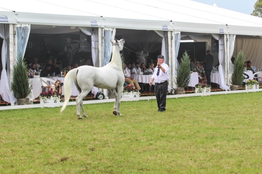 Emira to najważniejszy koń tegorocznej aukcji Pride of...