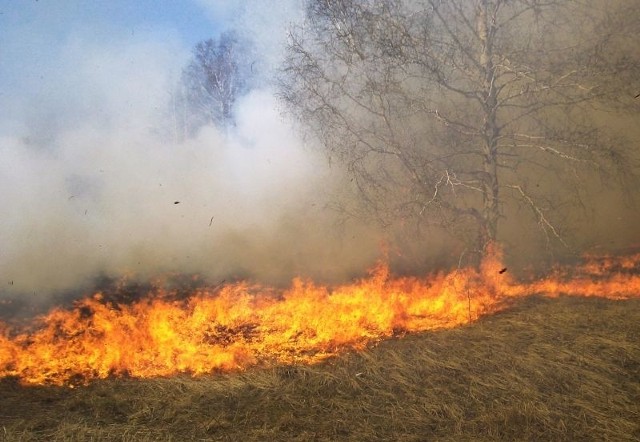 W środę w naszych lasach wybuchły cztery pożary, od początku roku było ich 20.