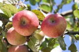 Przycinanie drzew owocowych to ważny zabieg. Jabłonie, grusze, śliwy, wiśnie i morele. Nie dla wszystkich odpowiednia jest ta sama pora