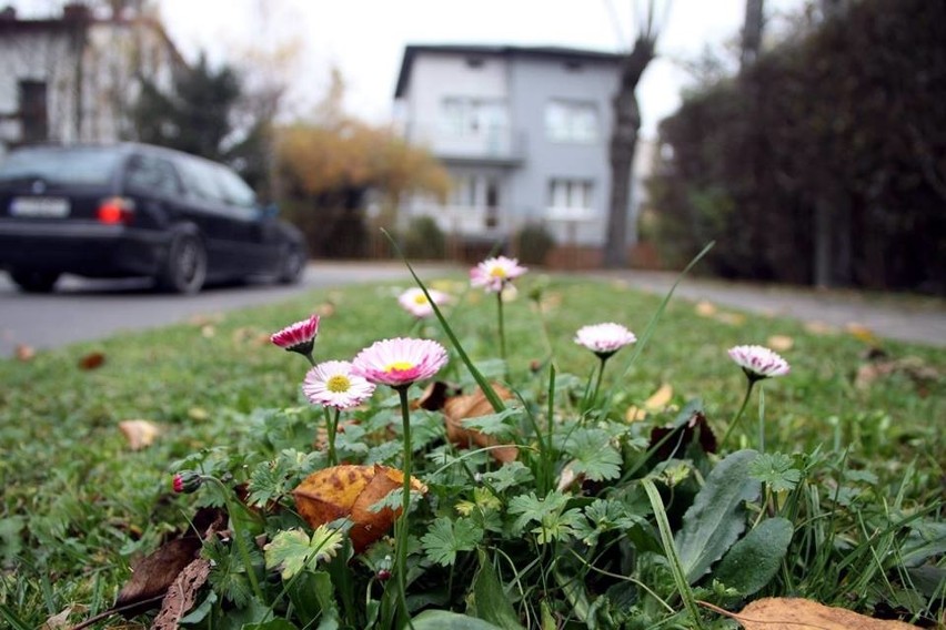 Jesień w najlepsze, a kwiaty kwitną dalej (ZDJĘCIA)