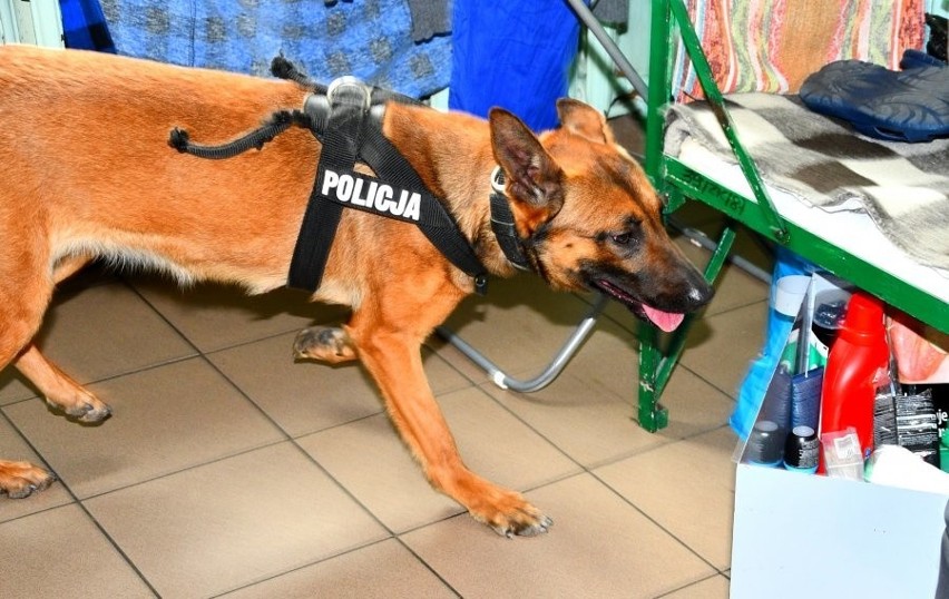 Czworonożni funkcjonariusze ćwiczyli na terenie Zakładu...