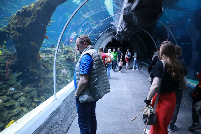 Łódzkie zoo planuje zarobić 100 tys. zł na imprezach organizowanych w Orientarium. Kolacja albo ślub wśród rekinów w łódzkim Orientarium