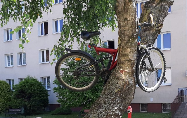 - Koszalińscy studenci mają poczucie humoru - pisze nasz Internauta i na dowód przesyła te oto zdjęcia. Na taki obrazek natknął się przechodząc przez osiedle Domów Studenta Politechniki Koszalińskiej przy ul. Ruszczyca w Koszalinie.  - Ciekawe, czy ten rowerzysta sam wstawił rower na to drzewo, czy koledzy zrobili mu żart - zastanawia się Czytelnik.Zobacz także: Koszalin: koncert zespołu Coma podczas Juwenaliów Politechniki Koszalińskiej