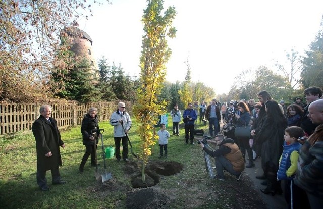 Młode dęby ku pamięci prof. Marka Jasińskiego i prof. Jerzego Stelmacha posadzono niedaleko wyjścia przyul. Mieszka I. Jako pierwszy ziemię podsypywał brat zmarłego kompozytora, Paweł Jasiński wspólnie z przybyłymina uroczystość dziećmi.