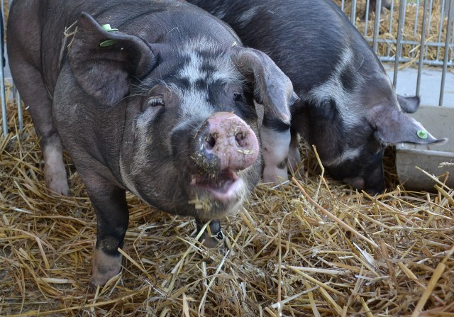 Rolnicy zwracają uwagę, że świnie kosztują mniej więcej tyle, co ponad 20 lat temu. A koszty produkcji są znacznie wyższe