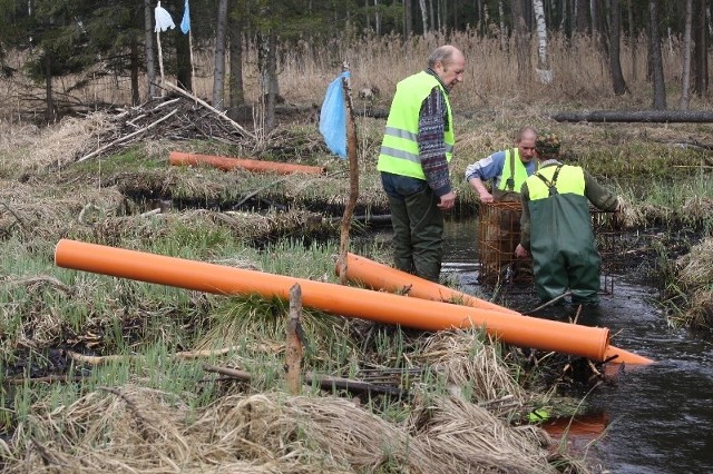 Fachowcy z Polskiego Związku Łowieckiego na Podlasiu zamontują 15 rur. Umożliwią przepływ wody przez zapory i dzięki temu tereny, na których żyją bobry nie będą zalewane.