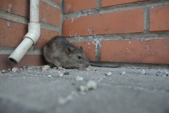 Szczury to plaga dużych miast.
