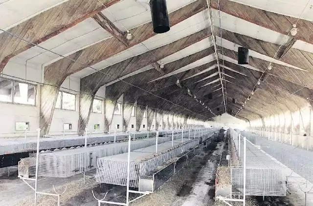 Na fermie norek w Rościnie pracowało kilkanaście osób. Obecnie 12-tysięczną hodowlą zajmują się dwie osoby.
