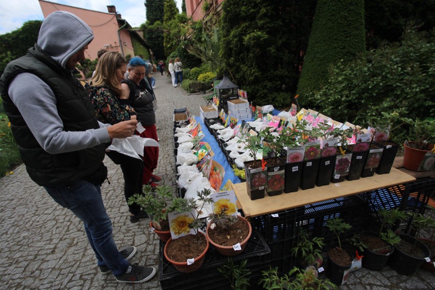 Trwa kiermasz roślin w Ogrodzie Botanicznym Uniwersytetu...