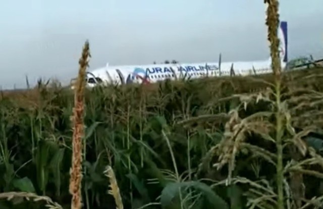 W czwartek, 15 sierpnia samolot Airbus 321 tuż po starcie z lotniska w Moskwie zderzył się ze stadem mew. Ptaki wleciały do silników maszyny. Piloci zdecydowali się na awaryjne lądowanie na polu kukurydzy.Zobacz więcej ---->