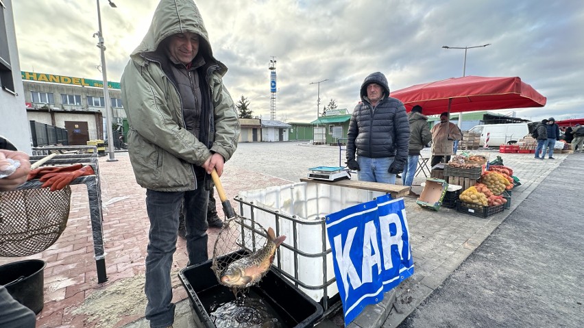 Na giełdzie w Sandomierzu można już kupić żywe karpie. Ile zapłacimy za kilogram najpopularniejszej świątecznej ryby? Zdjęcia