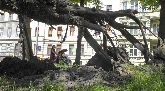 Drzewo runęło w parku przy al. Sienkiewicza.