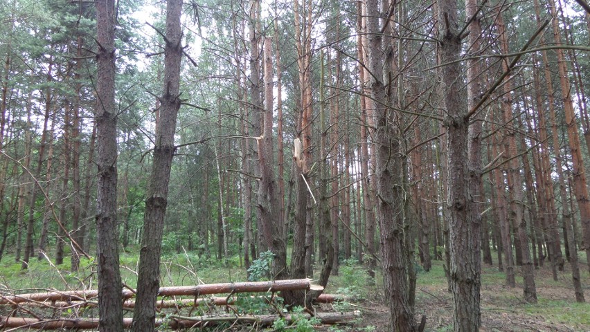 Wichura połamała drzewa w podmyszkowskim  lesie