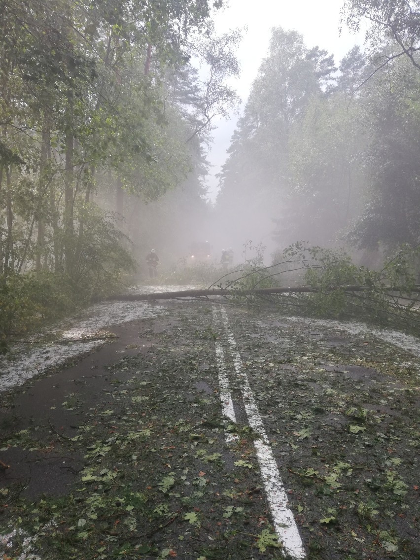 Nawałnica w Borach Tucholskich