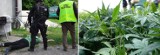 Akcja Straży Granicznej. Plantacja marihuany w powiecie świdwińskim zlikwidowana