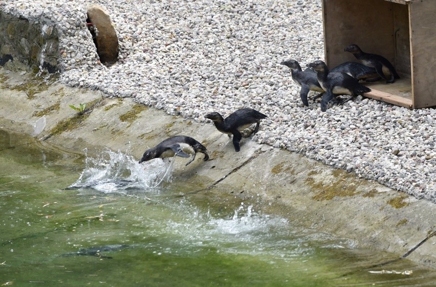 Łódzkie zoo w końcu ma swoje pingwiny [ZDJĘCIA+FILM]