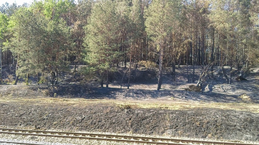 Pożar lasu w powiecie siemiatyckim