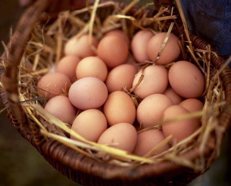 Kopa wiejskich jaj podarowana przez Koło Gospodyń Młodzawy...