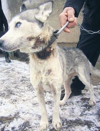 Gnijące rany na szyi &#8211; bezduszny właściciel suczki był na cierpienie psa obojętny.