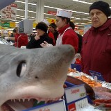 Rekin w Auchan Hetmańska (3 wideo i galeria)