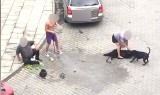 Nowy Sącz. Agresywny pit bull zaatakował kobietę i jej psa. Zwierzę nie przeżyło