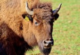 Z hodowli w Czechach uciekło stado... bizonów. 14 zwierząt ciągle na wolności