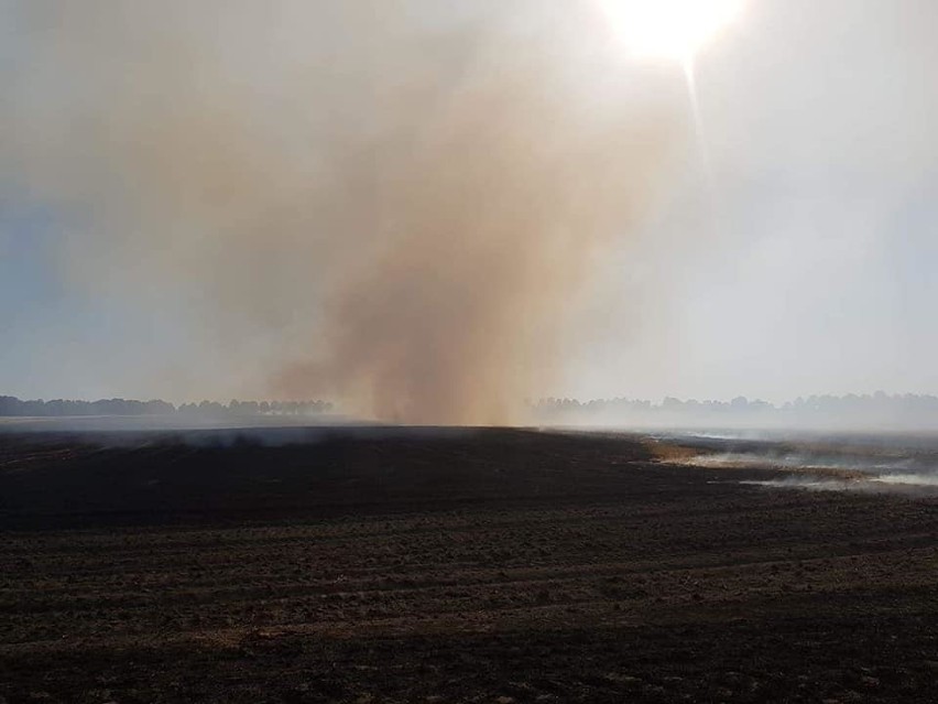 Pożar między Stargardem i Gogolewem. Ogień w lesie i na polu 