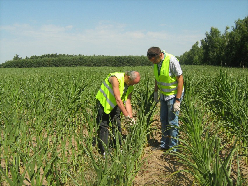 Inspektorzy badają kukurydzę w Kujawsko-Pomorskiem. Czy nie ma zakazanego GMO? [zdjęcia]