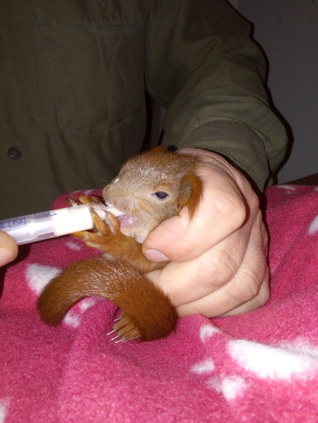 Mała wiewiórka uratowana przez strażników zekopatrolu przy ul. Gagarina