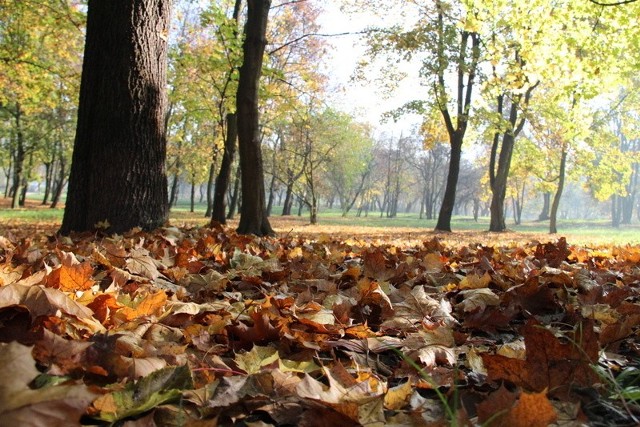 Jesień w czeladzkim Parku Grabek