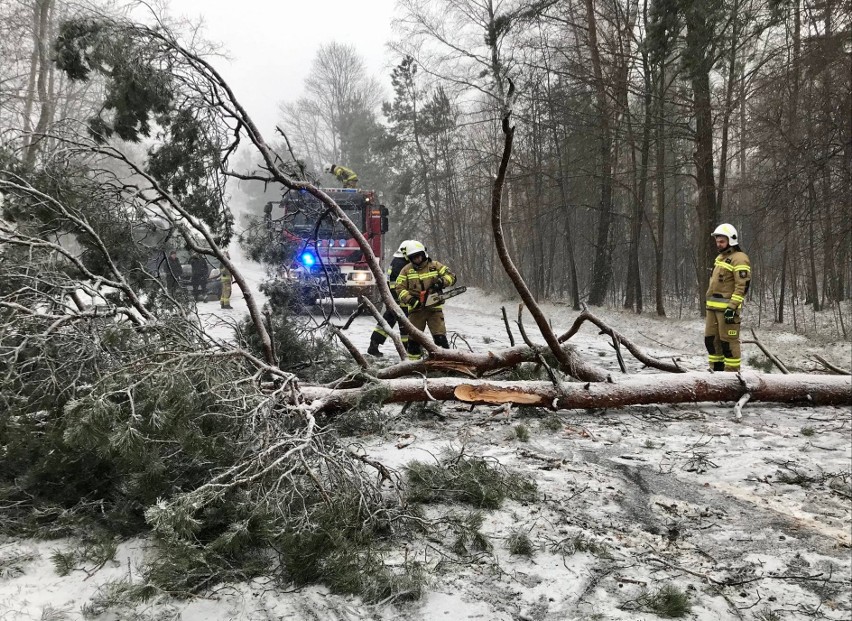 Potężny wiatr i burza śnieżna w powiecie koneckim. Połamane drzewa blokowały drogi