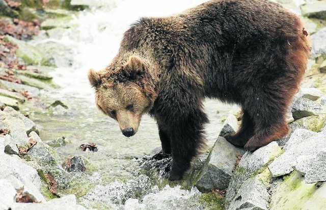 Ostatniego niedźwiedza w Karkonoszach zabito 200 lat temu. Od tamtej pory nie widziano ich w tym rejonie Polski