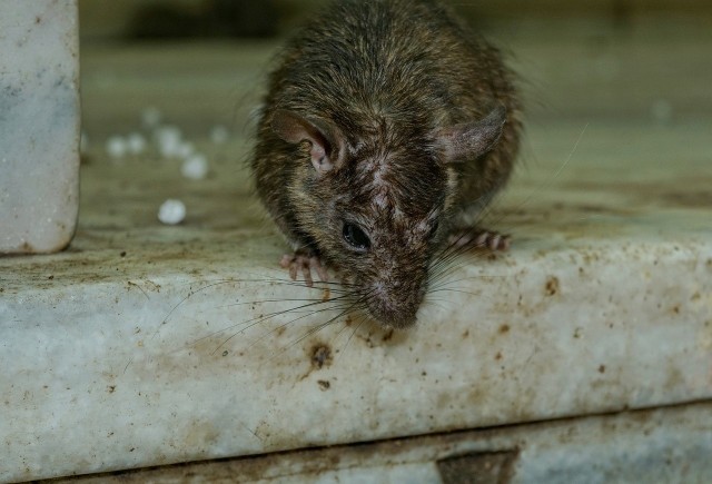 Mieszkańcy Kostrzyna zwracają uwagę, że w parku w centrum miasta grasują szczury.