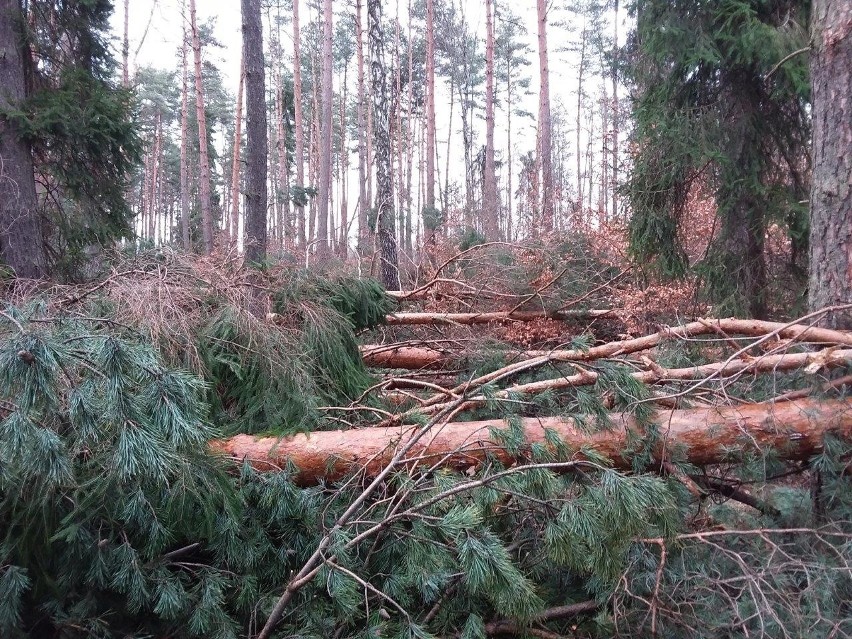 Lasy kobiórskie po marcowej wichurze to obraz katastrofy....