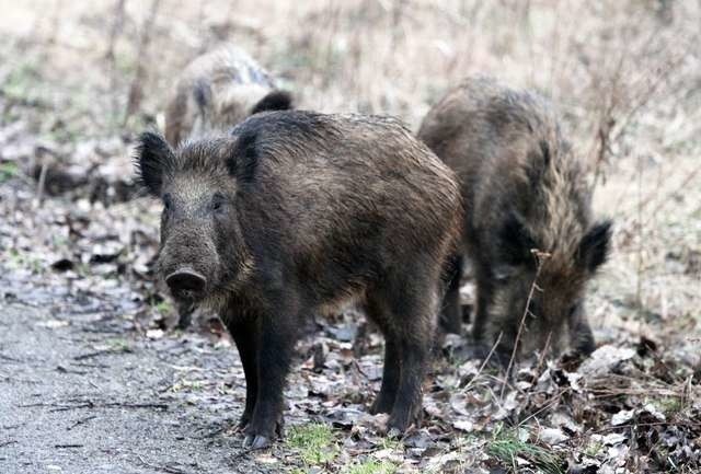 Dzikom można pomagać, nie dokarmiając ich. Jeśli nie będą przychodzić, nie trzeba będzie ich wywozić do myśliwskiego ośrodka