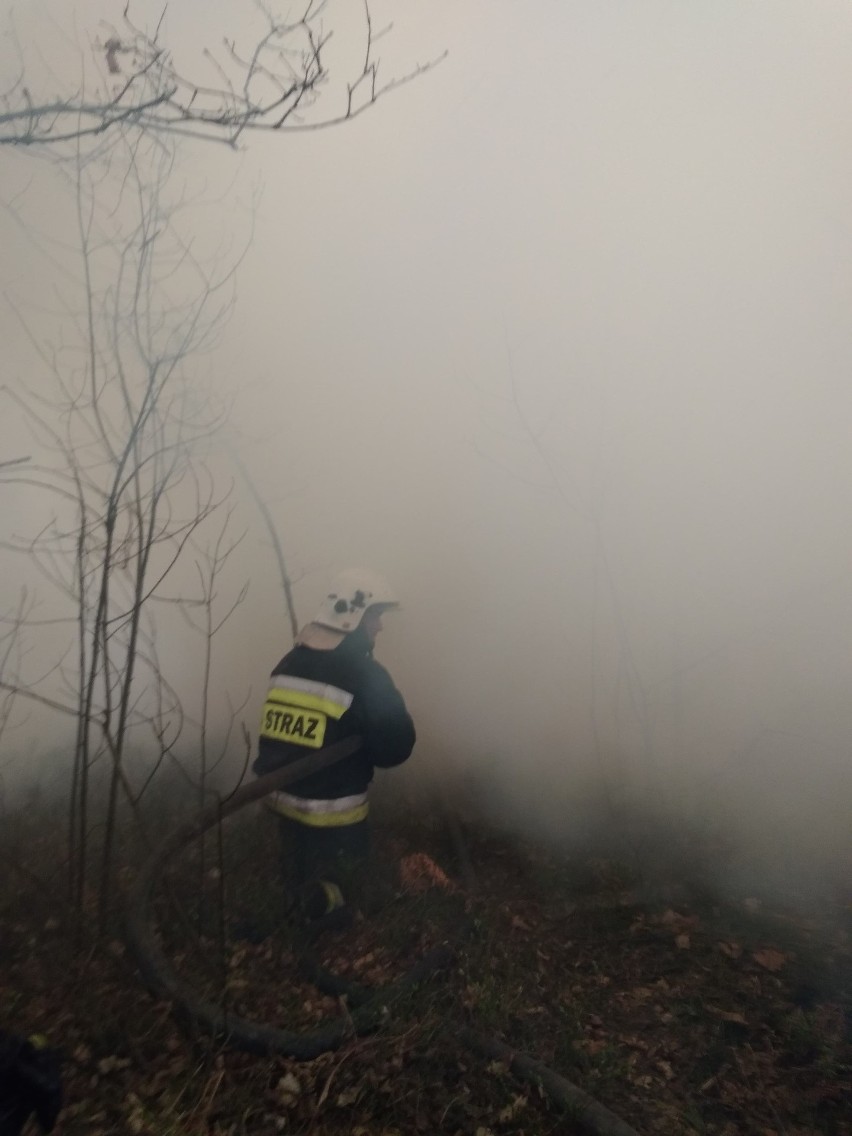 Podczas czwartkowego pożaru lasu w powiecie koneckim