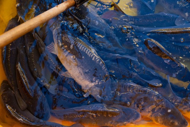 Spożywanie ryb z nieznanego źródła może być szkodliwe dla zdrowia. Mundurowi sprawdzają, jak wygląda sprzedaż żywego karpia na targowiskach.