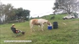 Ten koń jest bardzo uprzejmy - przynosi swojemu właścicielowi wodę