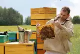 Podlaskie miody. Najlepsze tradycyjne wyroby pszczelarskie. Gdzie je kupić i jak zamówić? Oni nie "chrzczą" miodu i kochają pszczoły