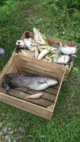 Ekologiczna katastrofa w powiecie sandomierskim. Padło kilkaset ryb! (ZDJĘCIA)