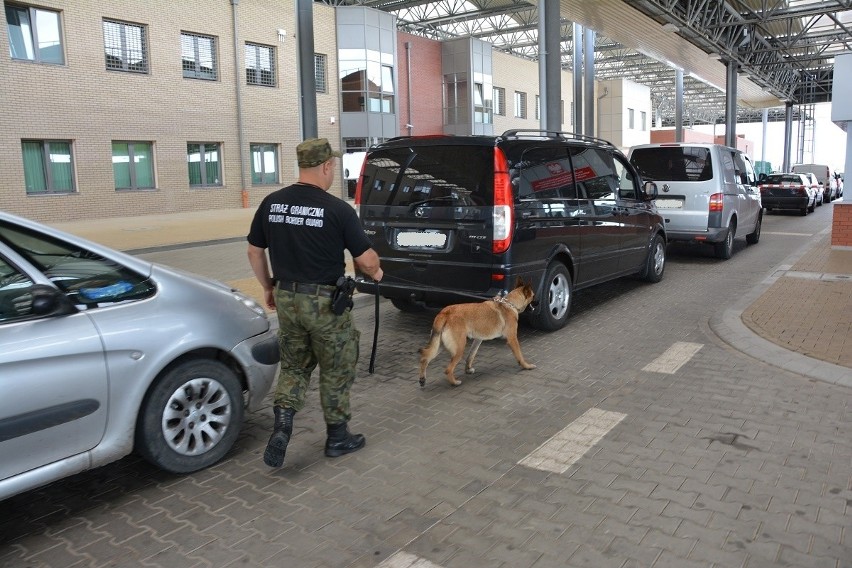 W Nadbużański Oddziale Straży Granicznej pracuje 60 psów