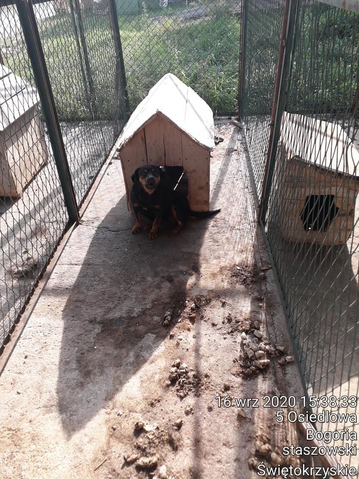 Dramatyczne warunki w przechowalni psów w Bogorii. Czworonogi mieszkają we własnych odchodach (ZDJĘCIA)