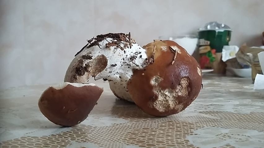 Takie okazy grzybów można znaleźć niedaleko wsi Milewskie w...