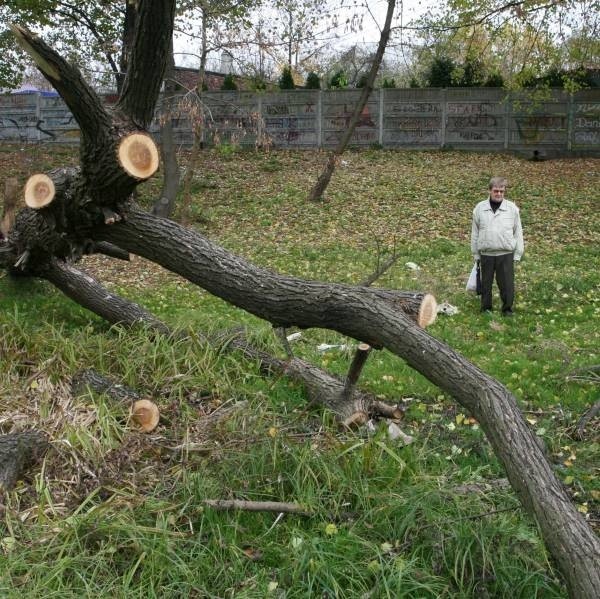 Pan Marian Jarek twierdzi, że te drzewa połamała wichura jeszcze w lipcu i do tej pory nikt ich nie uprzątnął.